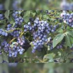 Голубика "НЕЛЬСОН" — изображение 2