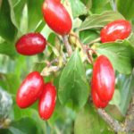 Кизил "НИКОЛКА" — изображение 2