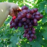 Виноград "ПАМЯТИ УЧИТЕЛЯ" — изображение 2