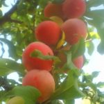 Слива "ПЕРСИКОВАЯ МИЧУРИНА" поздняя