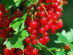Смородина "ПЕРВЕНЕЦ" — изображение 2