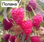 Малина "ПОЛАНА" — изображение 2
