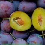 Слива "ПРЕЗИДЕНТ" — изображение 3