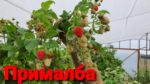 Малина "ПРИМАЛБА" — изображение 3
