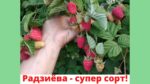 Малина "РАДЗИЕВА" — изображение 2