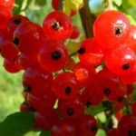Смородина "РАННЯЯ СЛАДКАЯ" — изображение 2