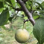 Слива "РЕНКЛОД ЗЕЛЕНЫЙ" — изображение 2