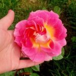 Роза "ЦЕЗАРЬ" — изображение 3