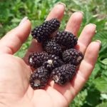 Ежевика "КОЛАМБИЯ САНРАЙЗ" — изображение 3