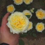 Роза "ШАМПАНЬ" — изображение 2
