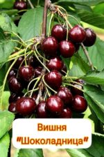 Вишня "ШОКОЛАДНИЦА" — изображение 3