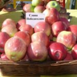 Яблоня "СЛАВА ПОБЕДИТЕЛЯМ" — изображение 3