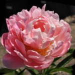 Пион "КОРАЛ СУПРИМ" — изображение 3