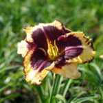 Лилейник "ТАЙГЕР БЛАД" — изображение 3