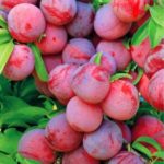 Слива "УРАЛЬСКИЕ ЗОРИ" — изображение 3