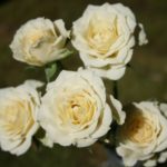 Роза "ВАНИЛЛА" — изображение 3
