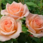 Роза "ВЕРСИЛИЯ" — изображение 2