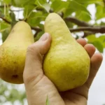 Груша "ВИЛЬЯМАС" — изображение 2
