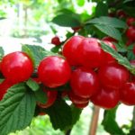 Войлочная вишня "ЛЕТО" — изображение 3