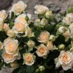 Роза "ЯНА" — изображение 2