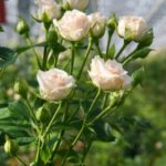 Роза "ЯНА" — изображение 3