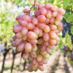 Виноград "ЮБИЛЕЙНЫЙ" — изображение 3