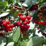 Вишня "ЖЕЛАННАЯ" — изображение 2