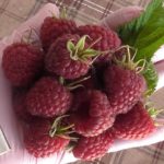 Малина "ЖОЗЕФИНА" — изображение 3