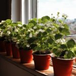 Клубника MIX для выращивания на подоконнике 6 шт. (Суприм, Маригет, Мурано) — изображение 2