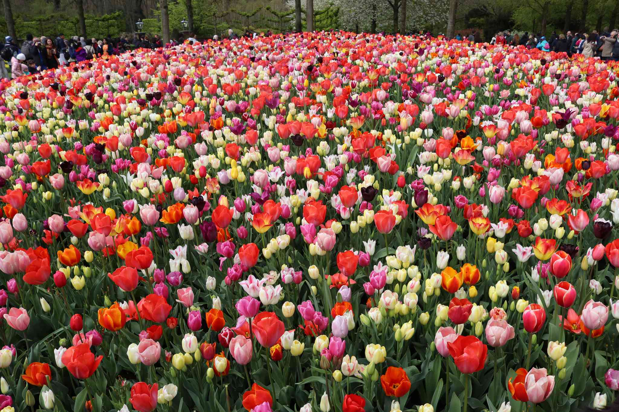 1650087262_56-vsegda-pomnim-com-p-tyulpani-miks-foto-58 Тюльпан МИКС (20 ШТУК) — изображение 1