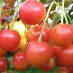 Черешня "БРЯНСКАЯ РОЗОВАЯ" поздняя