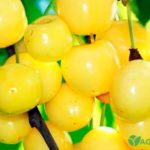 Черешня "БРЯНСКАЯ ЖЕЛТАЯ" (июль-август) — изображение 2