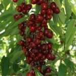 Черешня "ХЕЛЕНА" (июнь-июль)