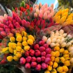 Тюльпан МИКС (20 ШТУК) — изображение 4