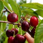 Черешня "КОРДИЯ" (июль-август) — изображение 2
