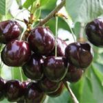 Черешня "ЛЕНИНГРАДСКАЯ ЧЕРНАЯ" (июль-август)