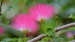 ЛЕНКОРАНСКАЯ АКАЦИЯ — изображение 3