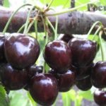 Черешня "ОВСТУЖЕНКА" (июнь-июль)