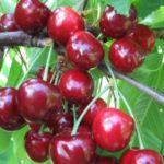 Черешня "ПОДАРОК ОРЛУ"(июль-август)
