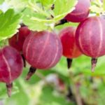 Крыжовник "СЕВЕРНЫЙ КАПИТАН" — изображение 2