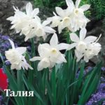 Нарцисс "ТАЛИЯ" (5 штук) — изображение 2