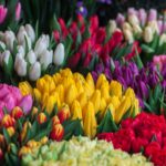 Тюльпан МИКС (20 ШТУК) — изображение 2