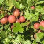 Крыжовник "ЮБИЛЯР" — изображение 2