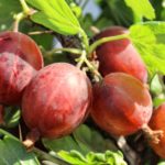Крыжовник "ЮБИЛЯР" — изображение 3