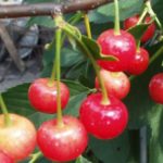 Черешня "ЗАРЯ ЖУКОВА" июль — изображение 2