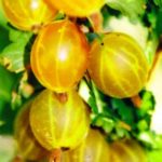 Крыжовник "ЗОЛОТИСТЫЙ" — изображение 2