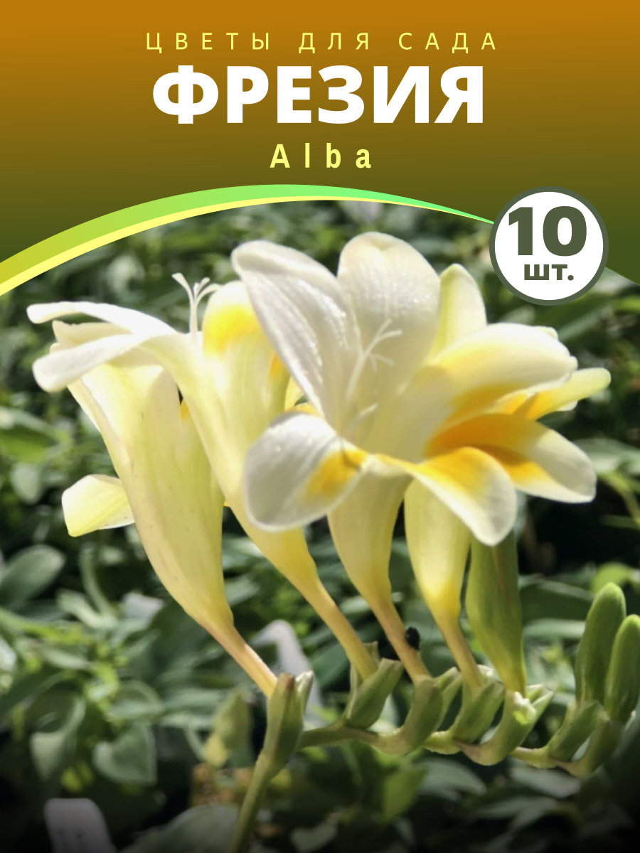 Фрезия Альба
