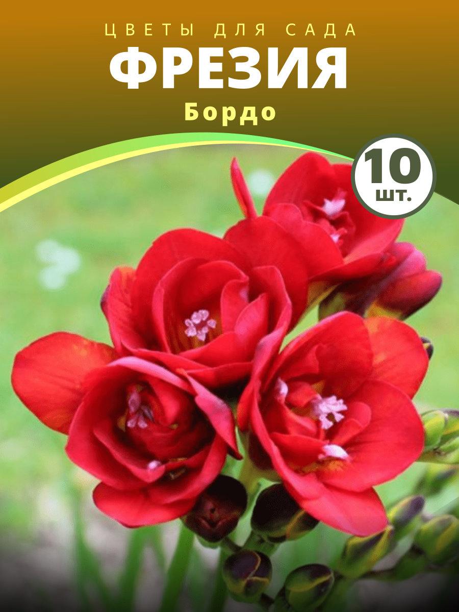 Фрезия Бордо