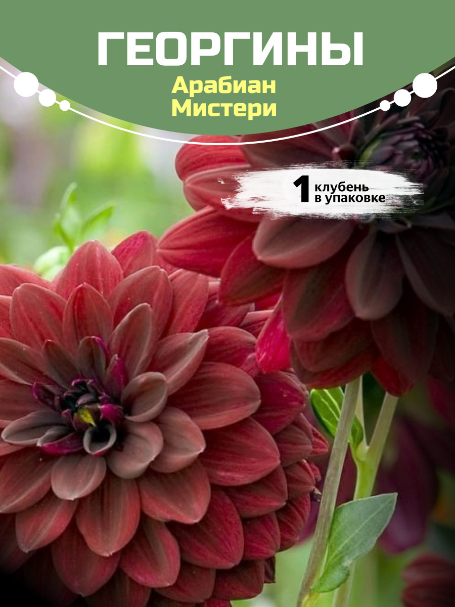 Георгины Арабиан Мистери