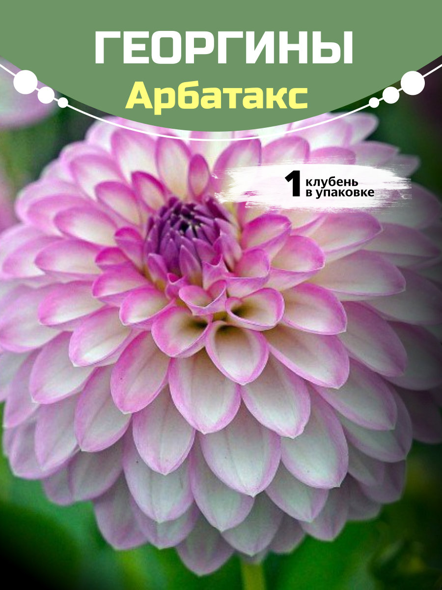 Георгины Арбатакс